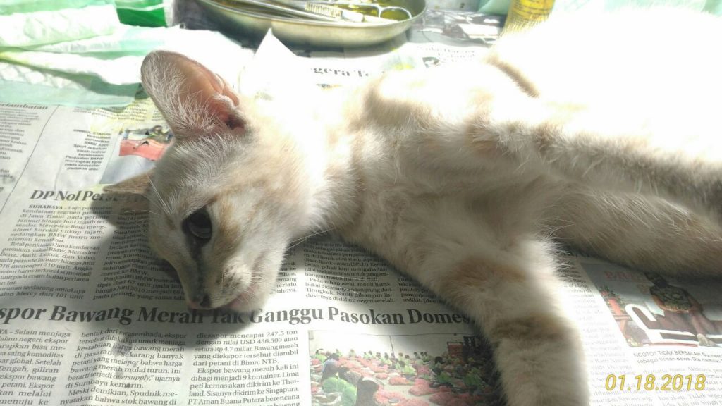 Pengalaman Steril Kucing Betina