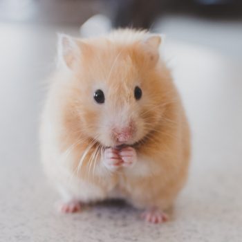 Hamster peliharaan