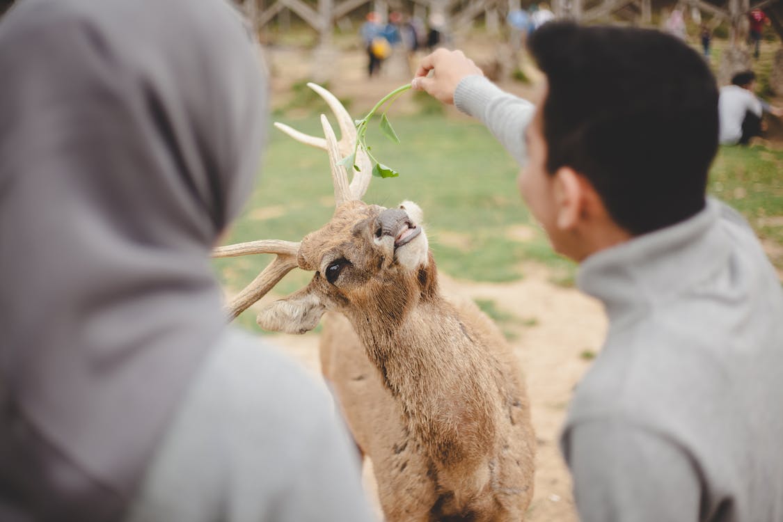 Manfaat Camera Cctv untuk Area Kebun Binatang