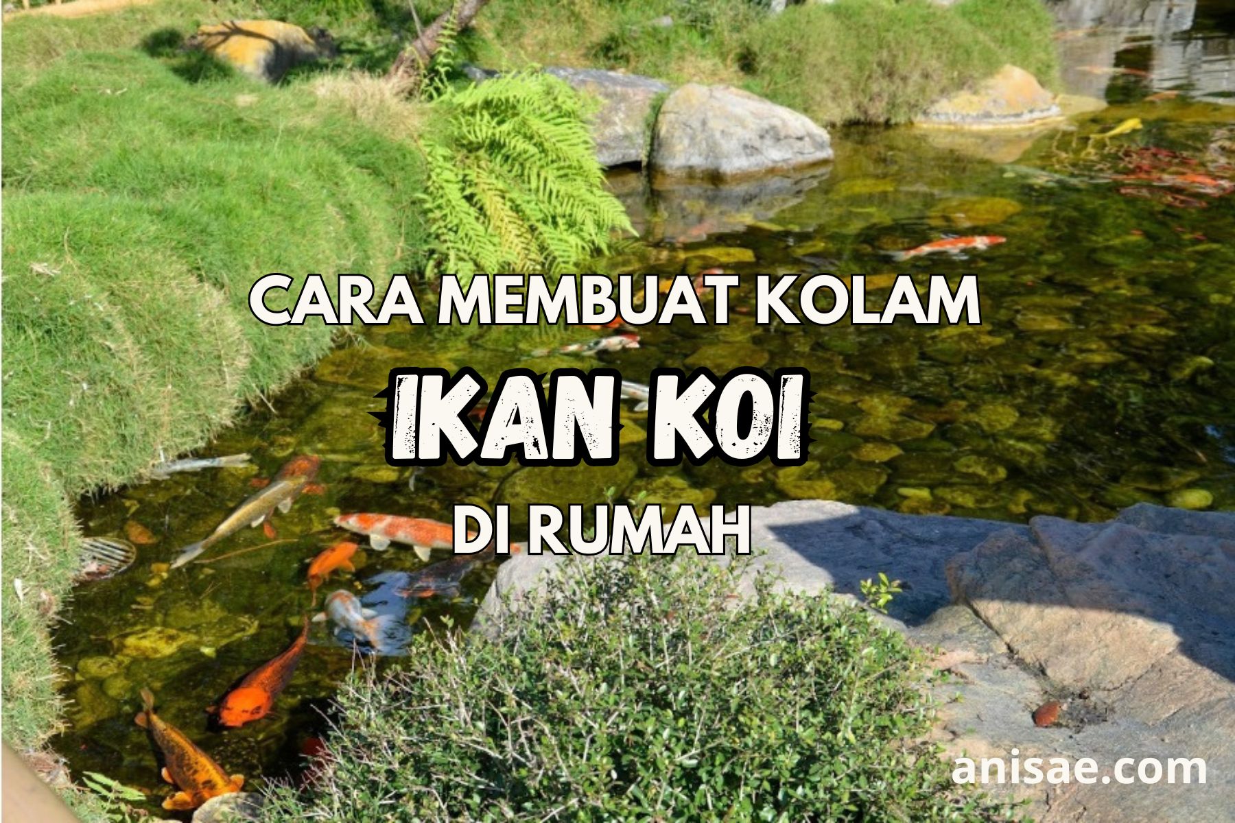 Cara Membuat Kolam Ikan Koi di Rumah